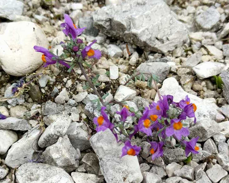 Linaria alpina (Plantaginaceae)